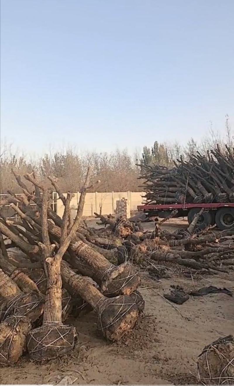 枣树苗直径8至15公分，占地枣树，古枣树，百年古枣树，