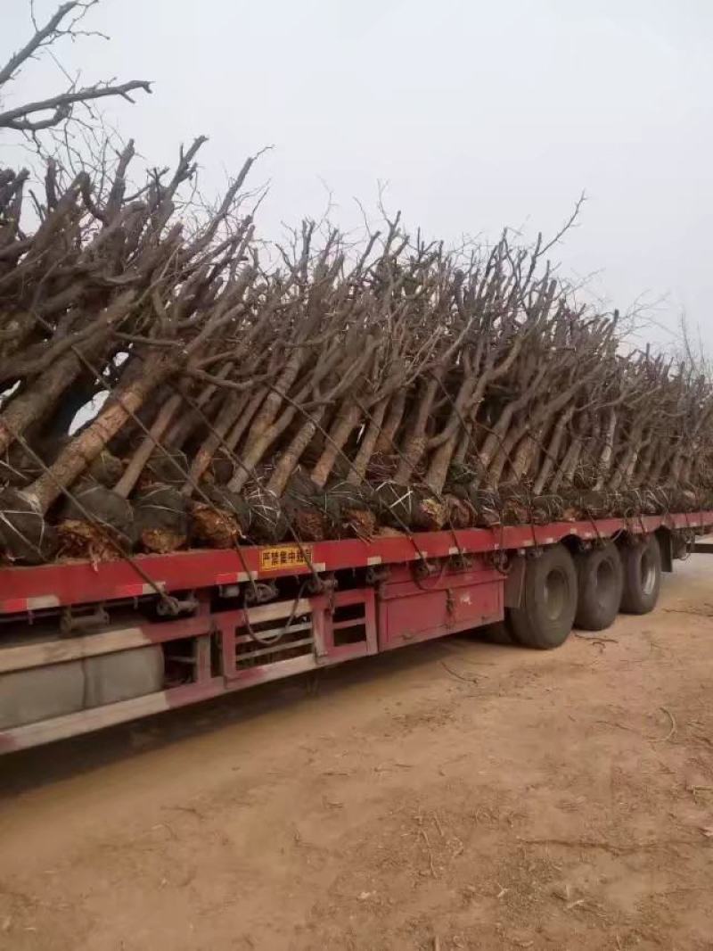 枣树苗直径8至15公分，占地枣树，古枣树，百年古枣树，