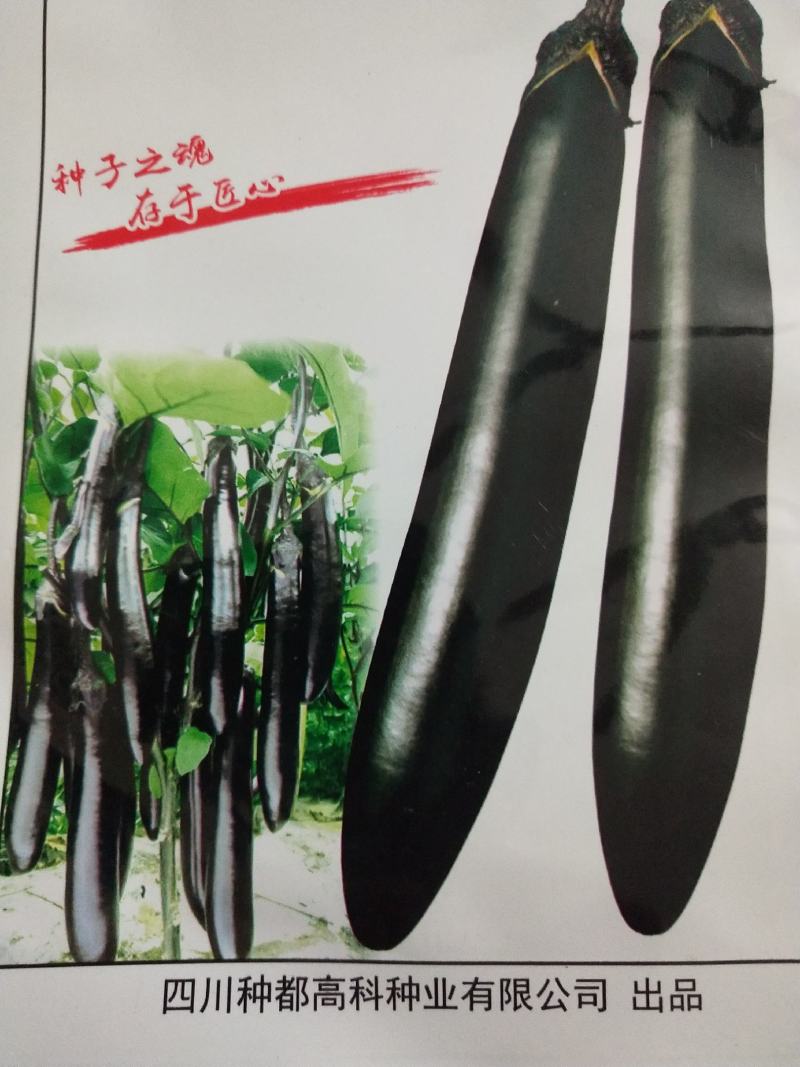 墨茄穴盘苗散苗，基地直供柔软度硬度亮度质量好，物美价廉，