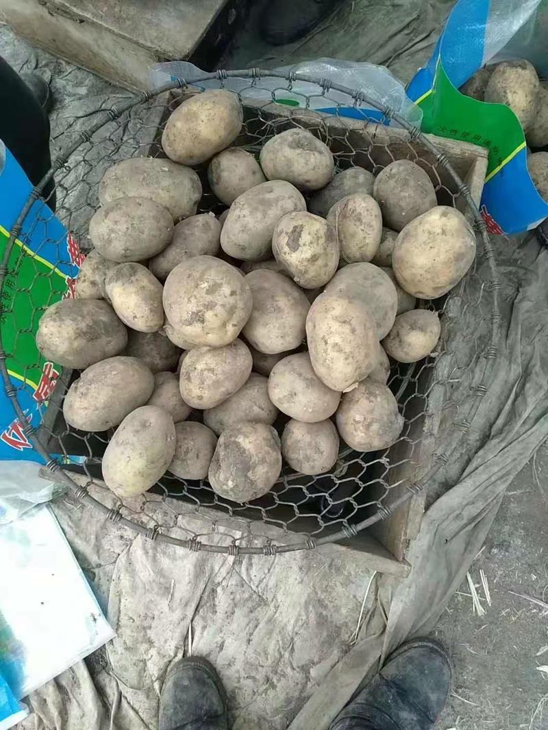大量出售黑龙江马铃薯土豆荷兰十五尤金885.中暑5号，等