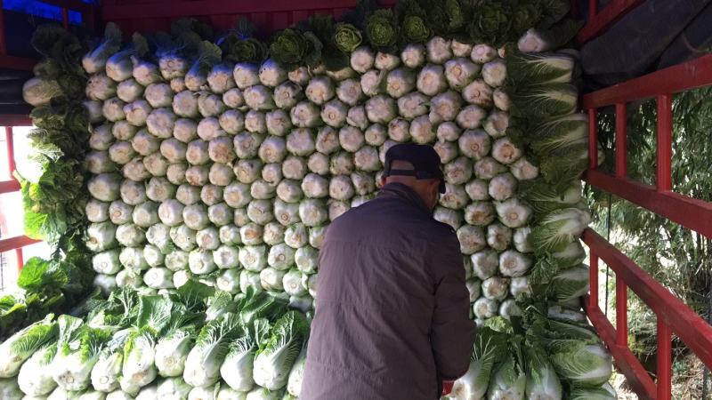 贵州安顺平坝黄心大白菜