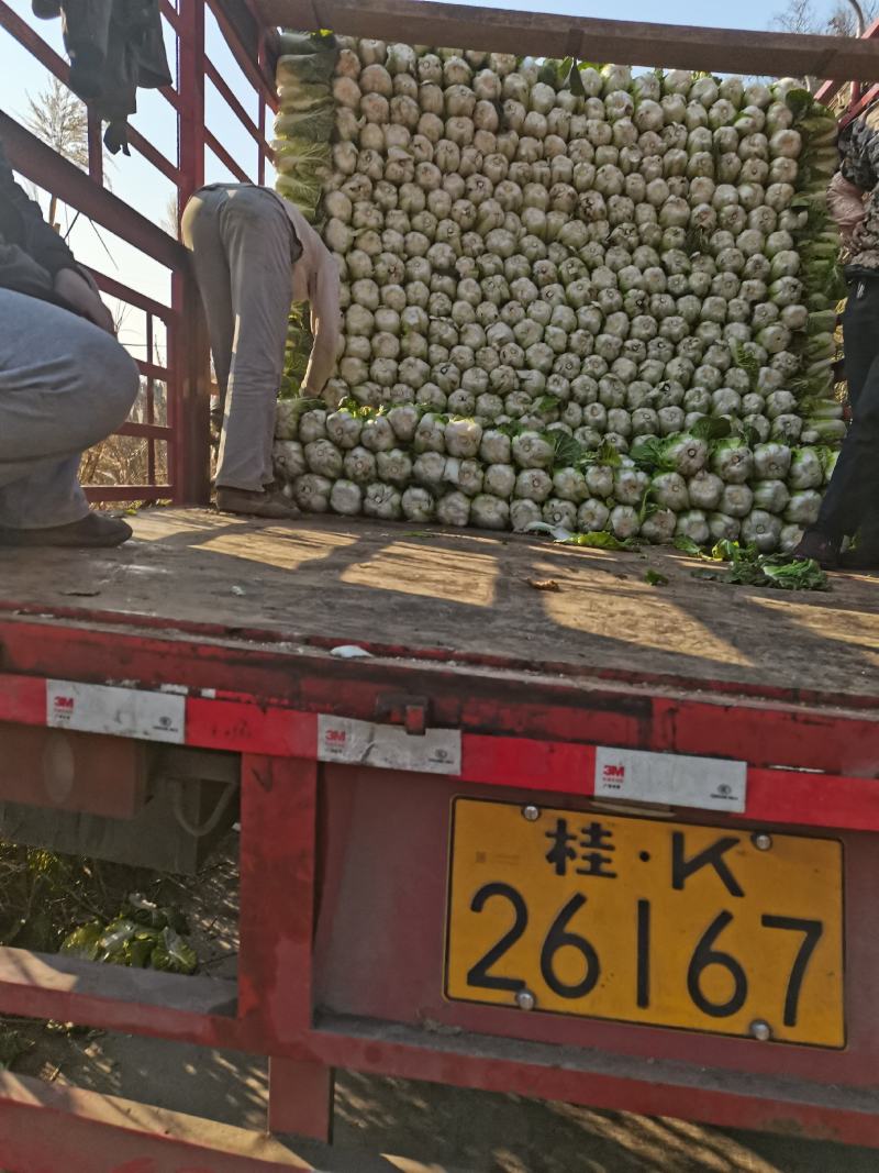 贵州安顺平坝黄心大白菜