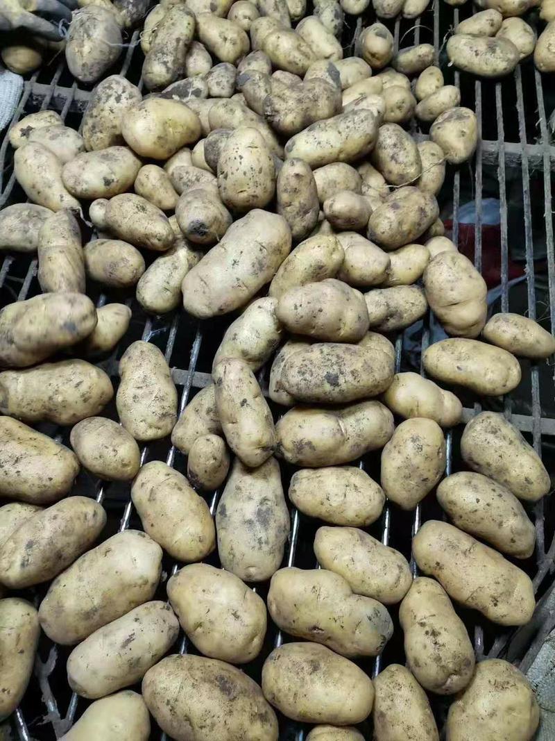 黑龙江土豆，荷兰806，荷兰十五，荷兰七，尤金885，等