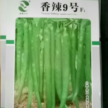 早熟果实细长羊角辣香辣好吃商品性好欢迎联系下单