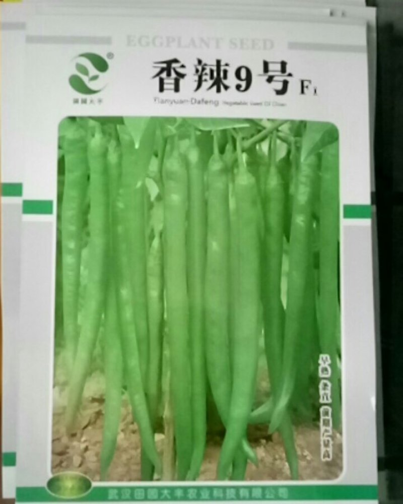 早熟果实细长羊角辣香辣好吃商品性好欢迎联系下单