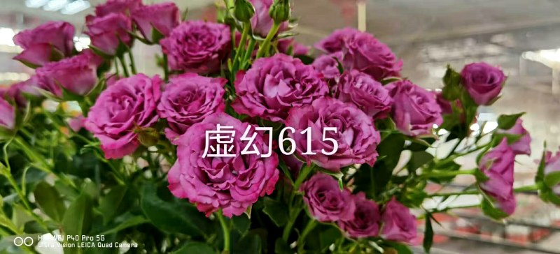 各种月季、欧月、大花、丰花，
