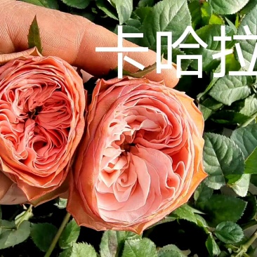 各种月季、欧月、大花、丰花，