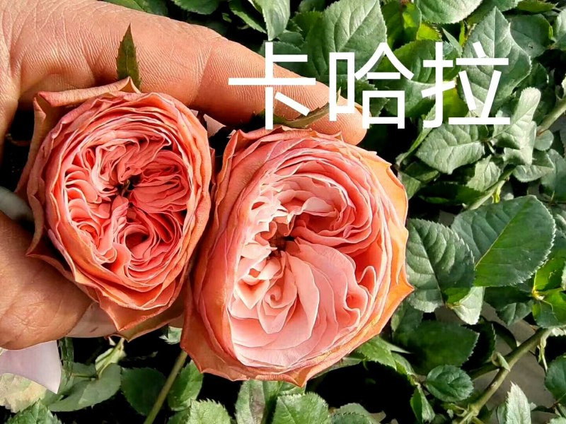各种月季、欧月、大花、丰花，