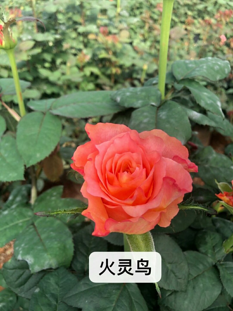 各种月季、欧月、大花、丰花，