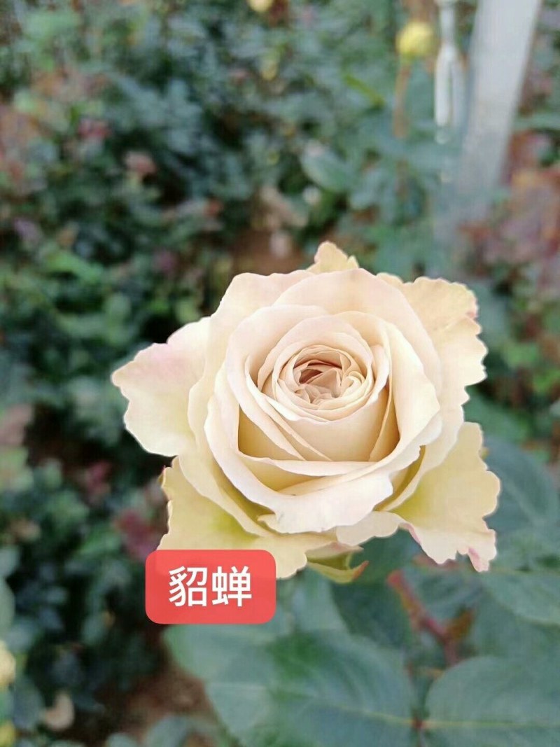 各种月季、欧月、大花、丰花，