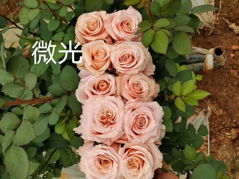 各种月季、欧月、大花、丰花，