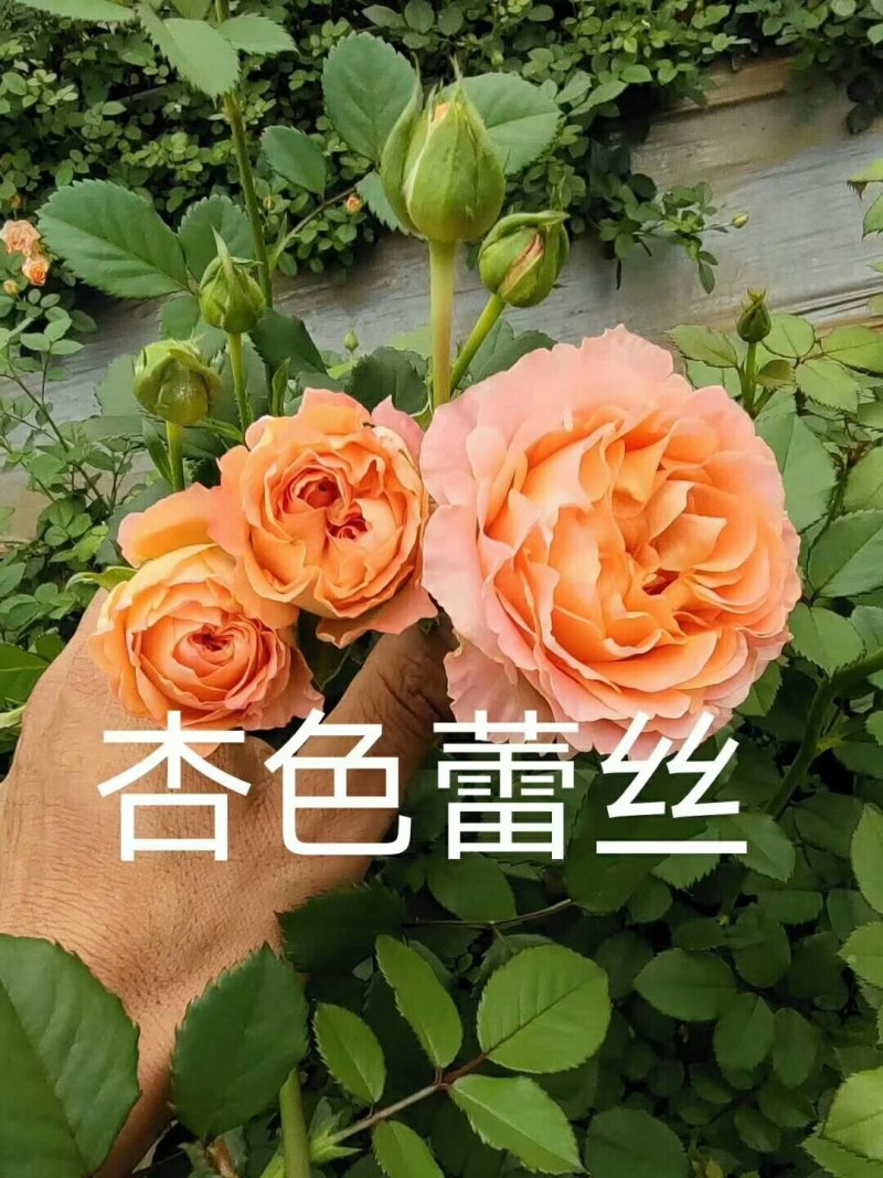 各种月季、欧月、大花、丰花，