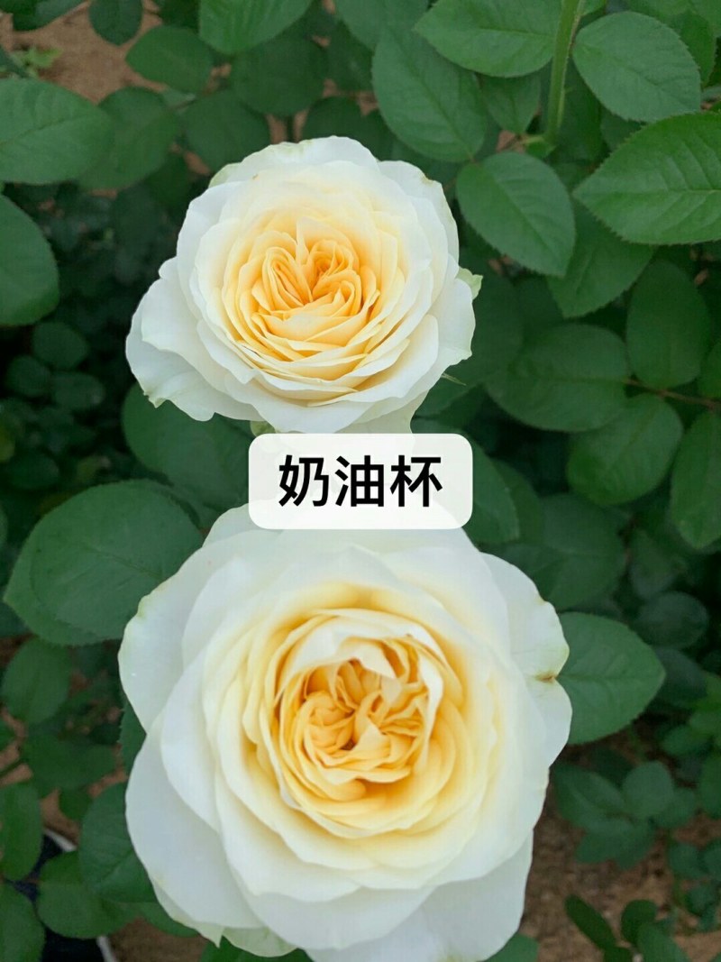 各种月季、欧月、大花、丰花，