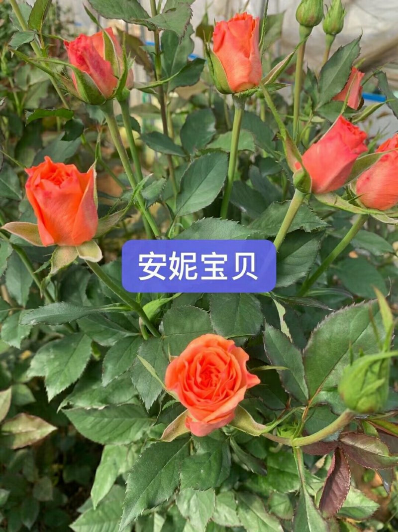各种月季、欧月、大花、丰花，