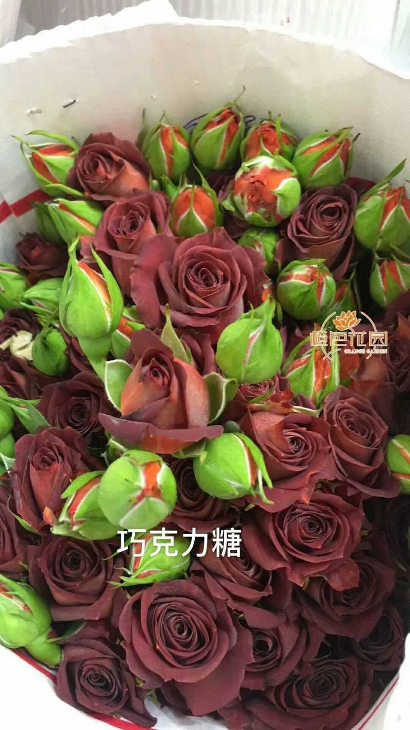 各种月季、欧月、大花、丰花，