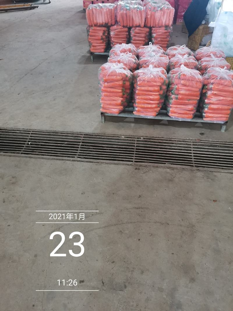 新苗胡萝卜，土货水洗货，全国代发货！！！