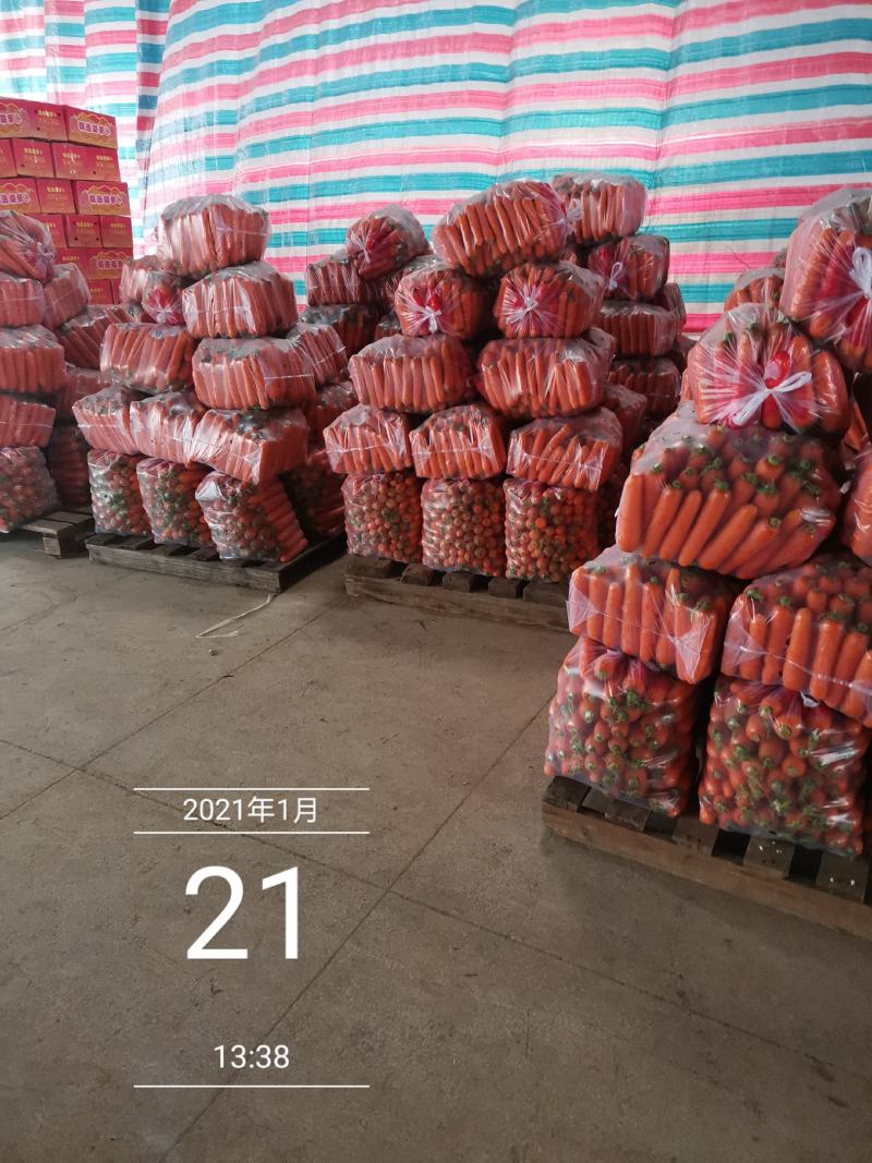 新苗胡萝卜，土货水洗货，全国代发货！！！