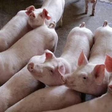 【大型猪场送猪到家】品种齐全，防疫齐全，好饲养