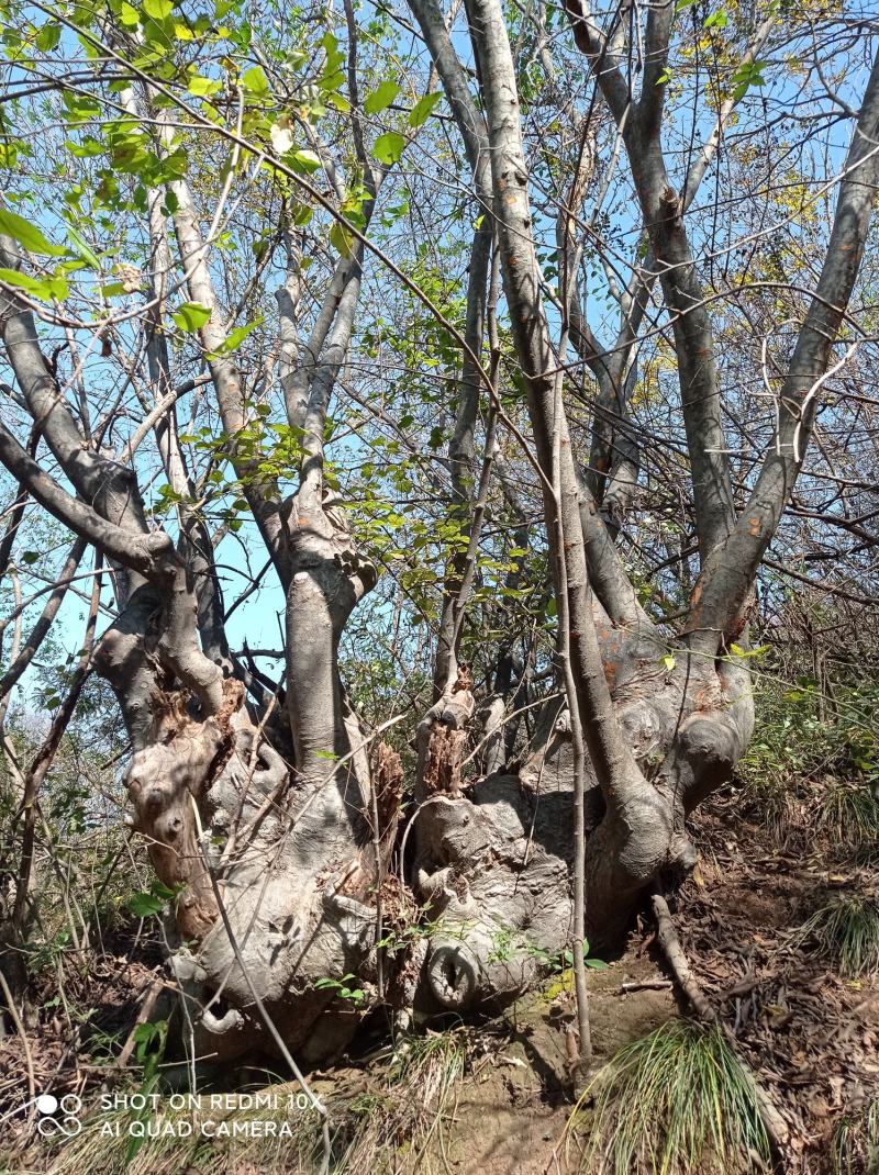茶条槭，九角枫处理建苗圃专用