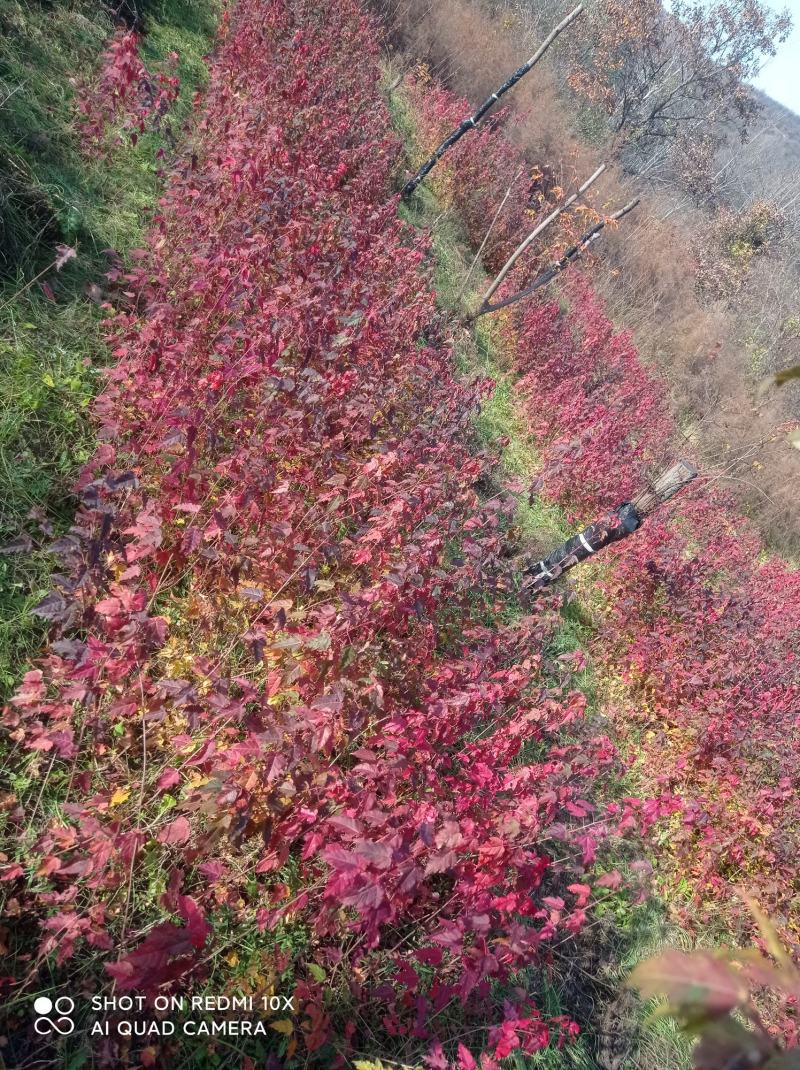 茶条槭，九角枫处理建苗圃专用