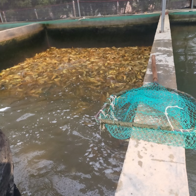 大量直供批发塘鲺塘角鱼胡子鲶成品鱼，鱼苗，