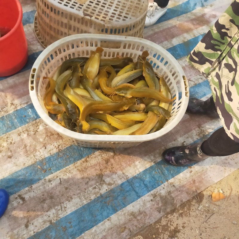 大量直供批发塘鲺塘角鱼胡子鲶成品鱼，鱼苗，