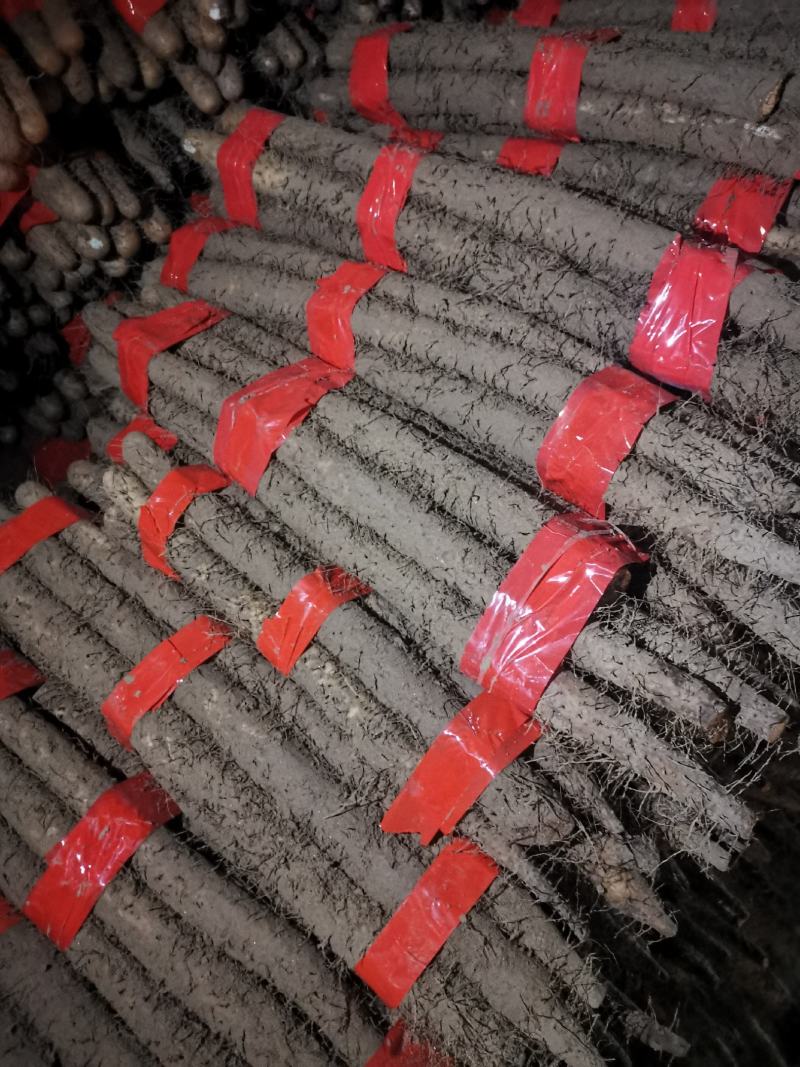 我处大量有棒药好大货，二路，三路货，应有尽有保质保量