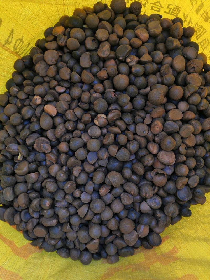 云南野生山茶籽本地老品种精品手摘晒干中小籽