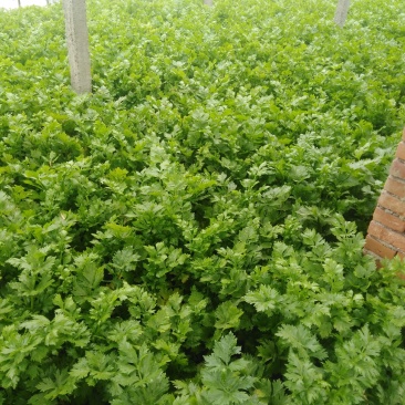 大棚芹菜大量上市量大从优
