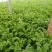 大棚芹菜大量上市量大从优