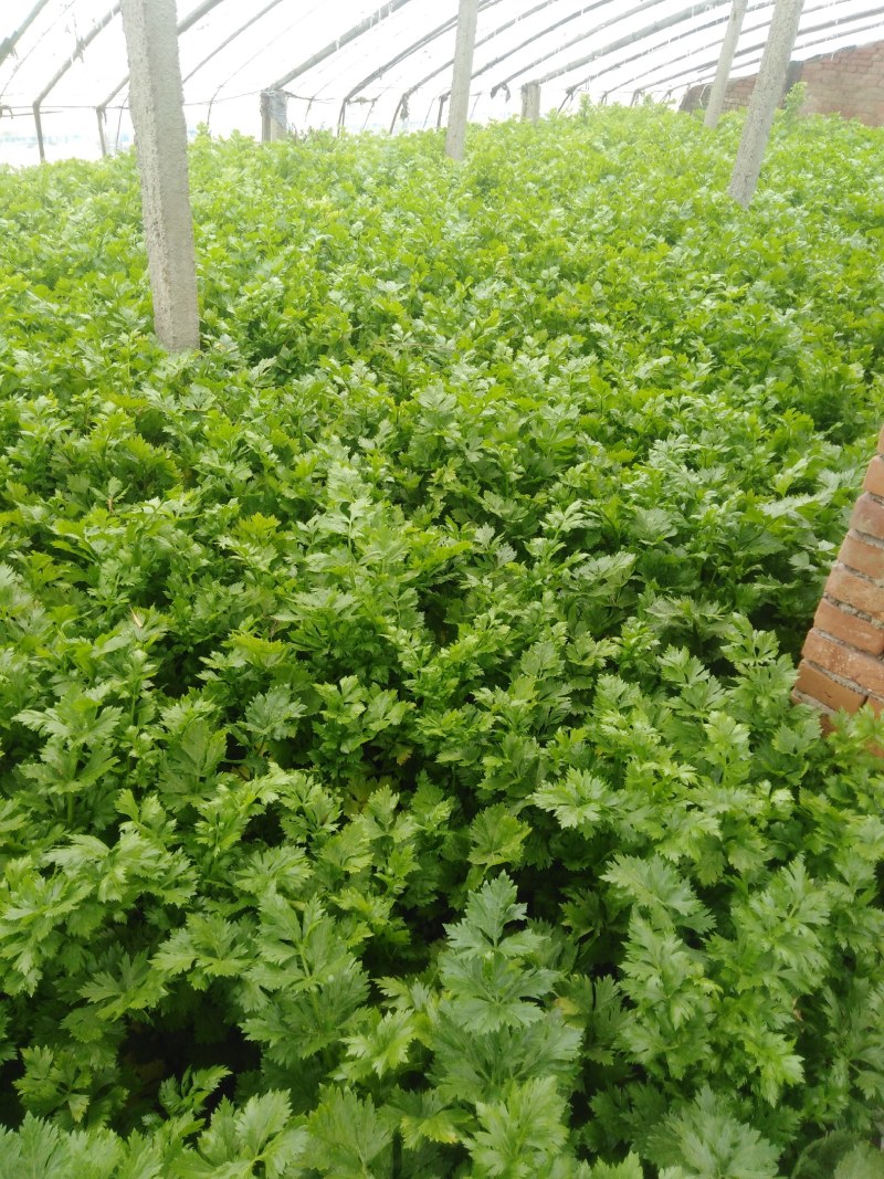 大棚芹菜大量上市量大从优