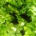 大棚芹菜大量上市量大从优