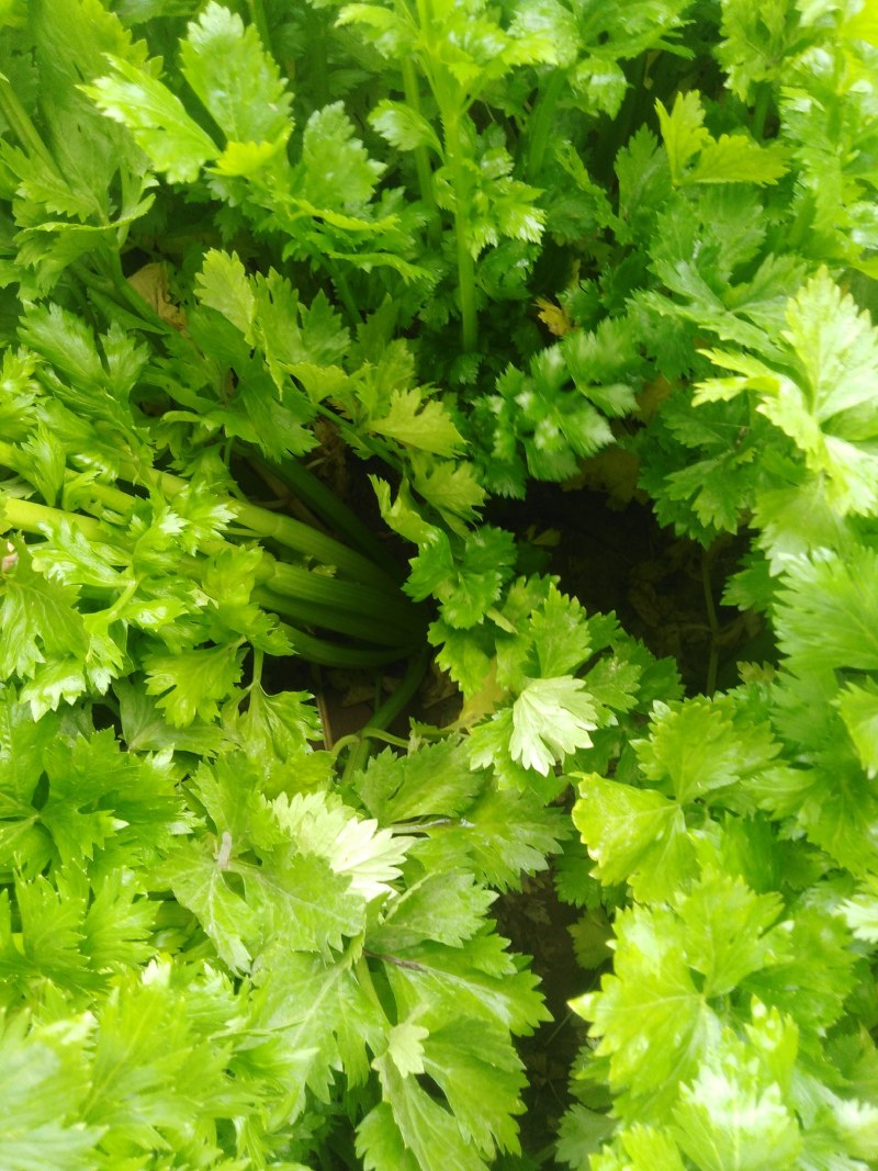 大棚芹菜大量上市量大从优