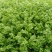 大棚芹菜大量上市量大从优