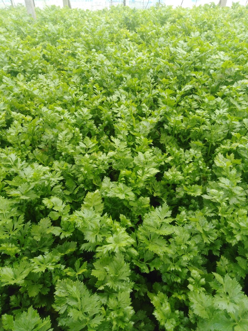 大棚芹菜大量上市量大从优
