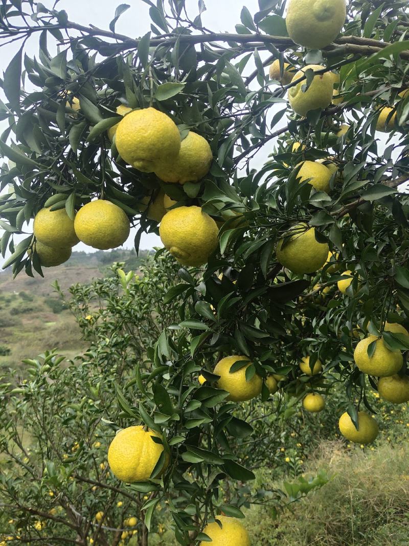 湖南特产，富硒黄金贡柚
