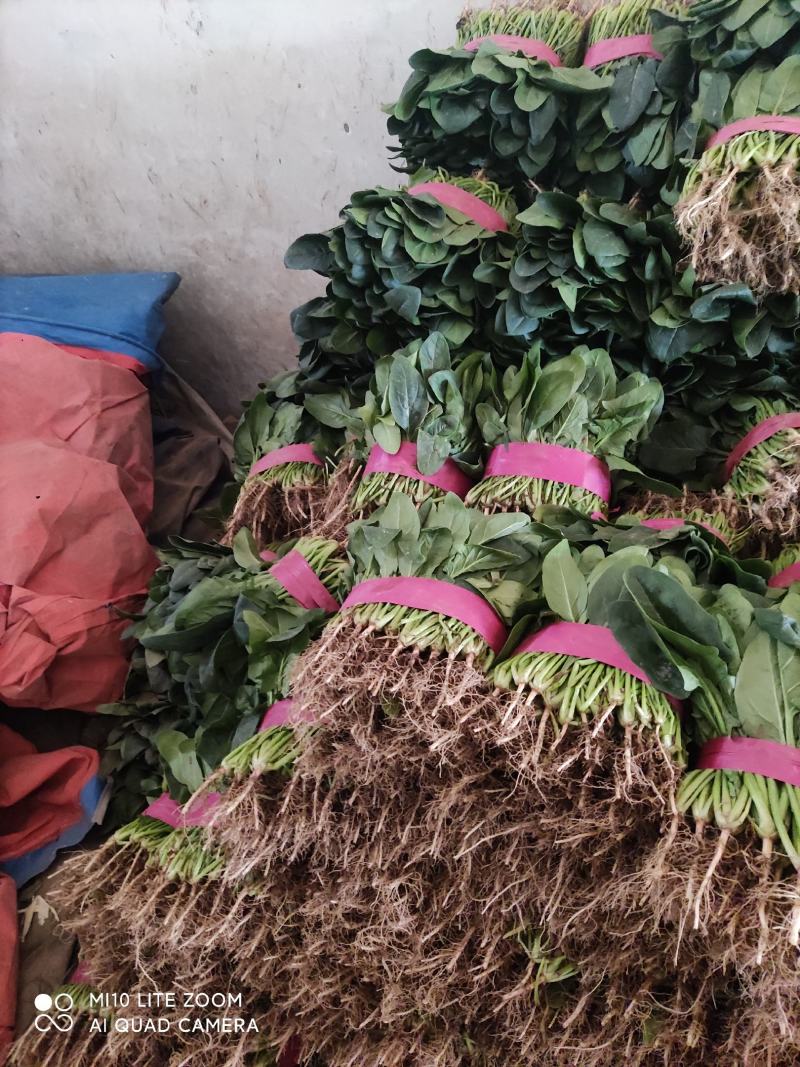 精品菠菜大量上市，欢迎全国各地新老客户前来收购