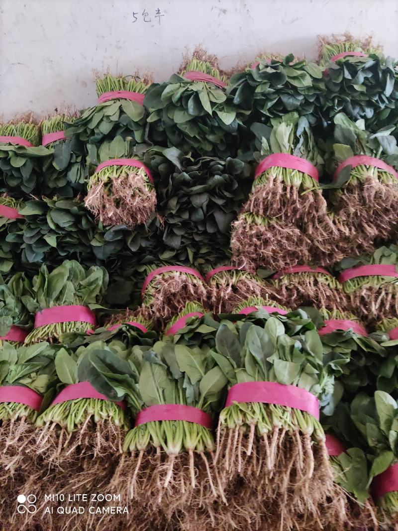精品菠菜大量上市，欢迎全国各地新老客户前来收购
