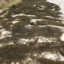 马尾藻干马尾藻饲料用马尾藻工业用马尾藻