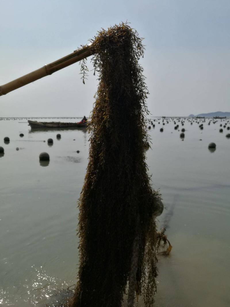 马尾藻干马尾藻饲料用马尾藻工业用马尾藻