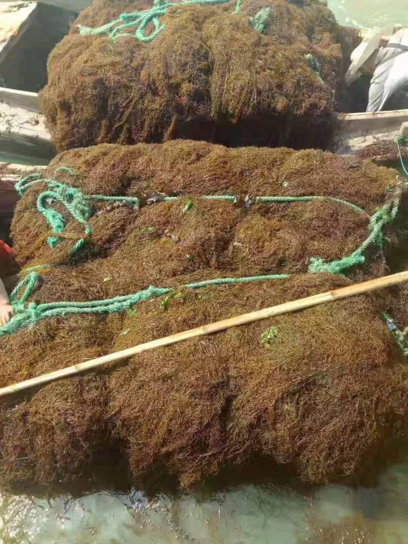 马尾藻干马尾藻饲料用马尾藻工业用马尾藻