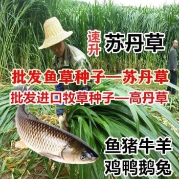 苏丹草种子高丹草草籽牧草种子鱼草种籽四季养殖牛羊猪畜牧草