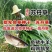 苏丹草种子高丹草草籽牧草种子鱼草种籽四季养殖牛羊猪畜牧草