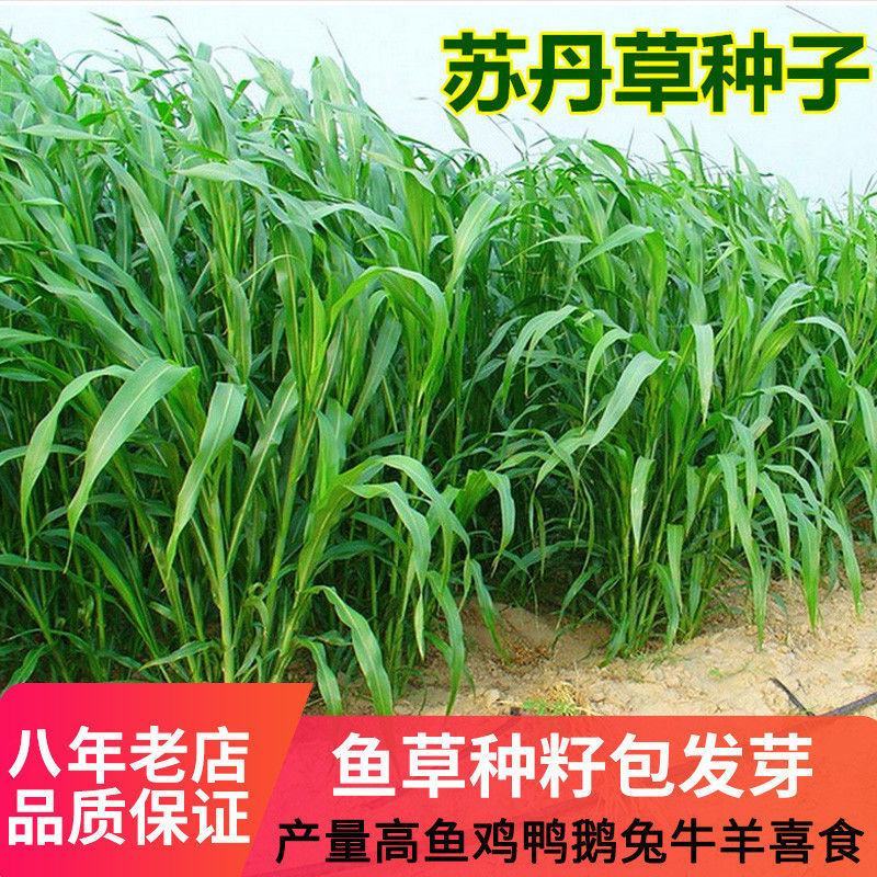 苏丹草种子高丹草草籽牧草种子鱼草种籽四季养殖牛羊猪畜牧草