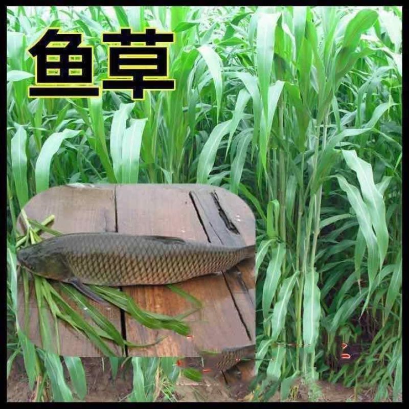 一年四季牧草种子高丹草种子养殖鸡鸭鹅猪牛羊兔鱼草畜禽牧