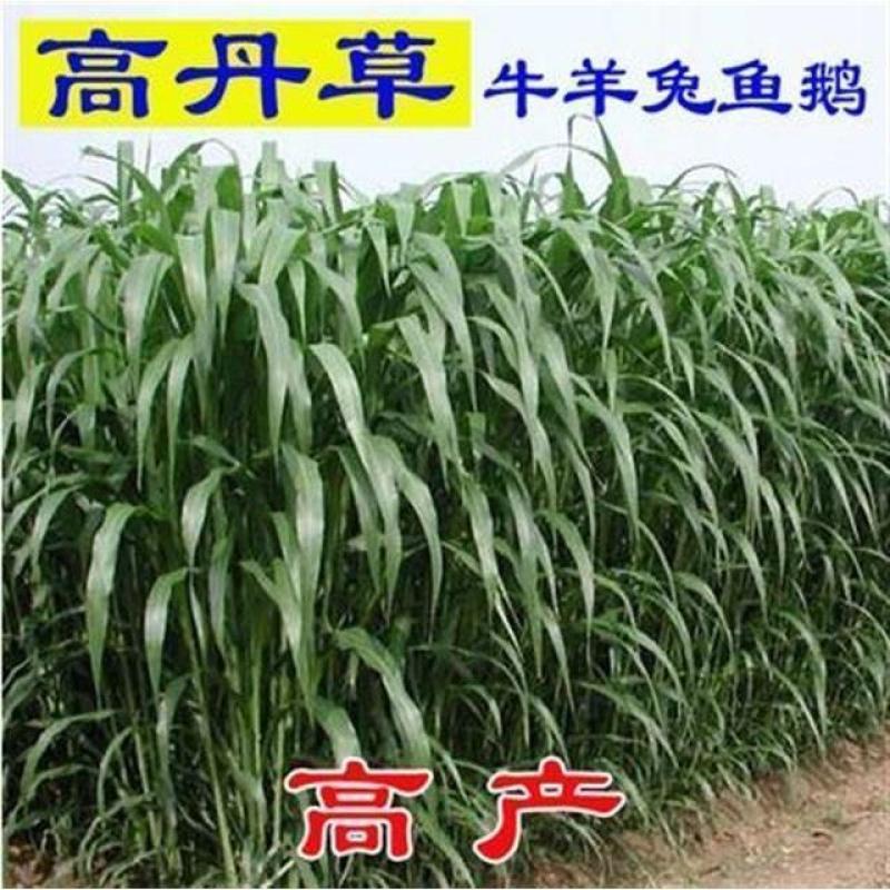 一年四季牧草种子高丹草种子养殖鸡鸭鹅猪牛羊兔鱼草畜禽牧