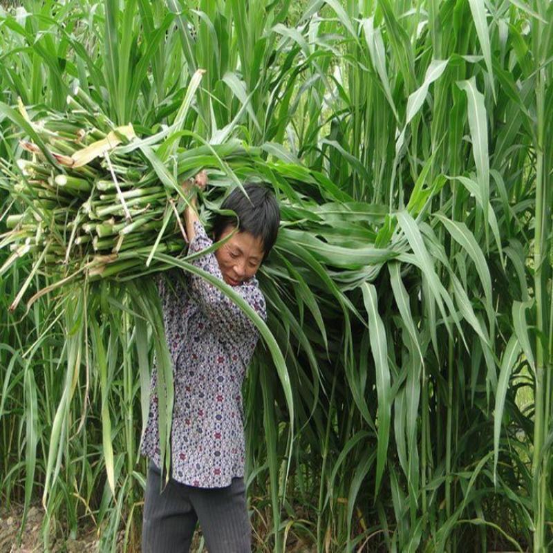 一年四季牧草种子高丹草种子养殖鸡鸭鹅猪牛羊兔鱼草畜禽牧
