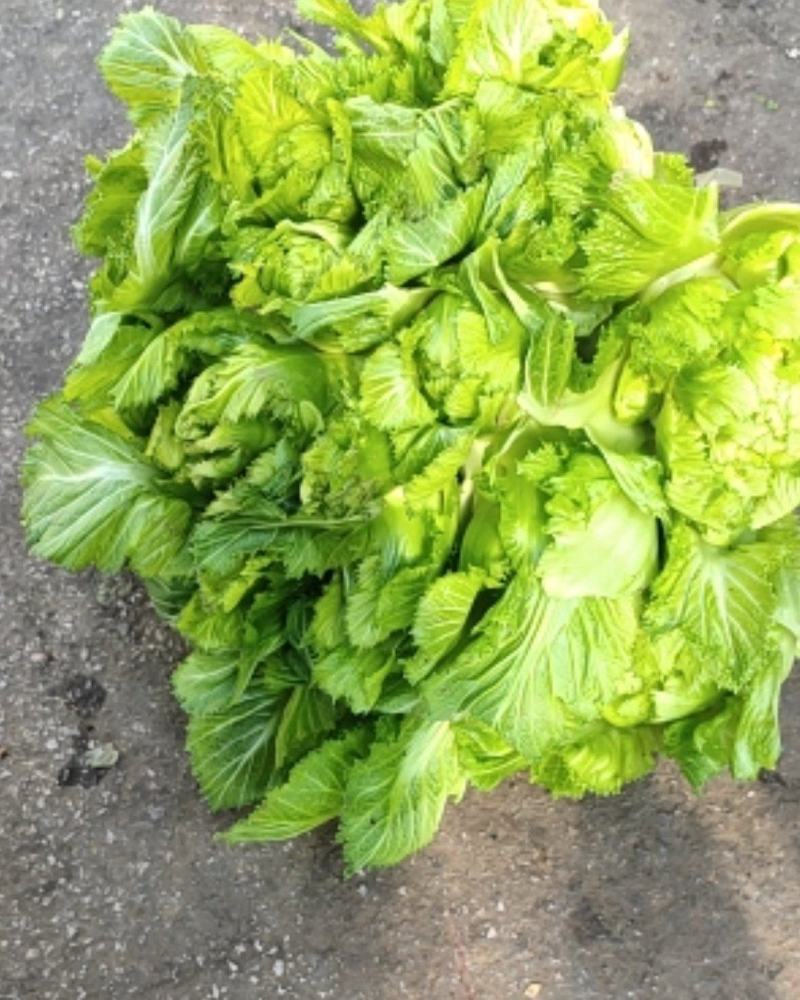 儿菜5两以上毛菜净菜都可以