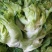 儿菜5两以上毛菜净菜都可以