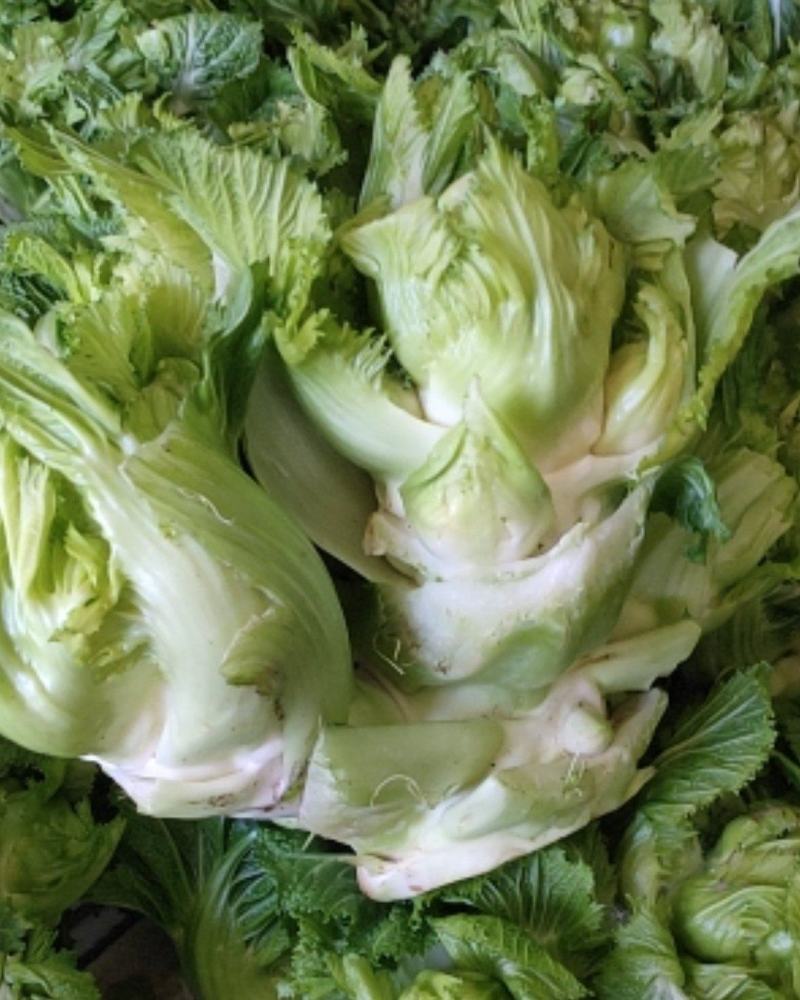 儿菜5两以上毛菜净菜都可以